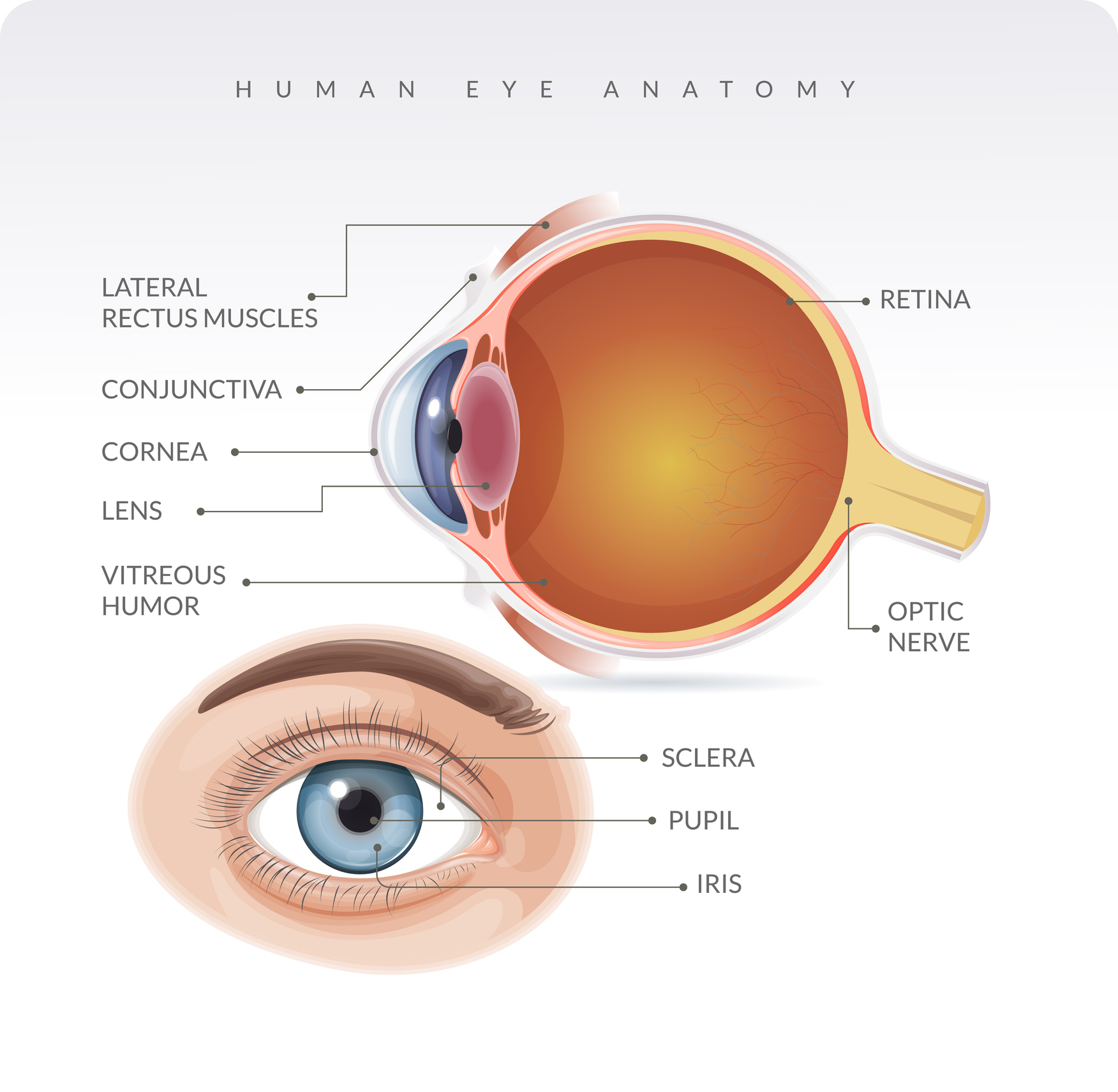 Presumed Ocular Histoplasmosis Syndrome (POHS)