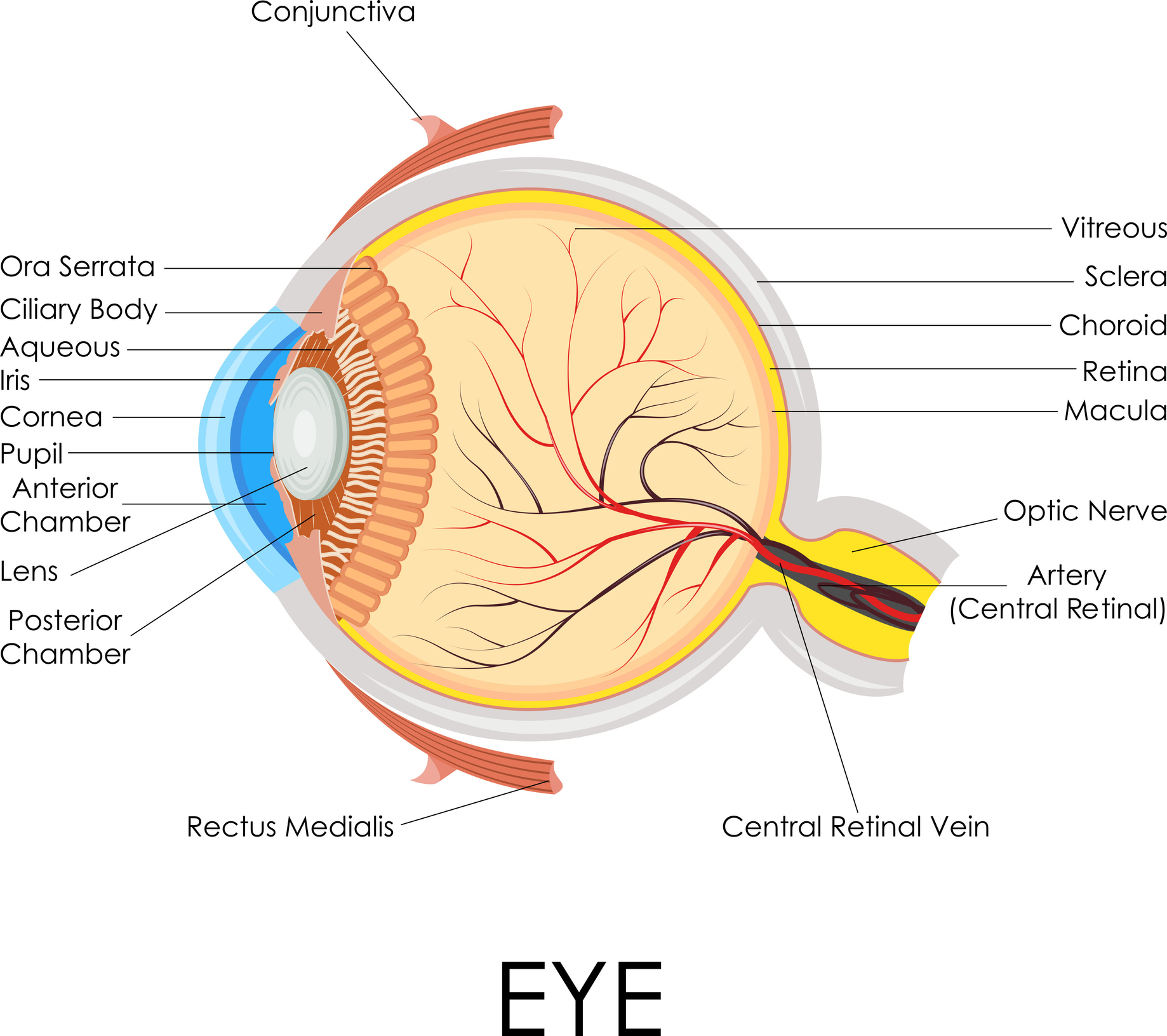 Understanding The Sclera: The Protective White Of Your Eyes