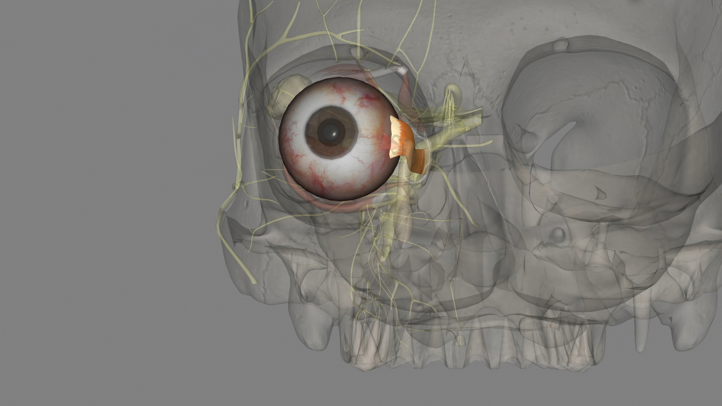 Corneal Transplant Surgery: Procedure and Expectations