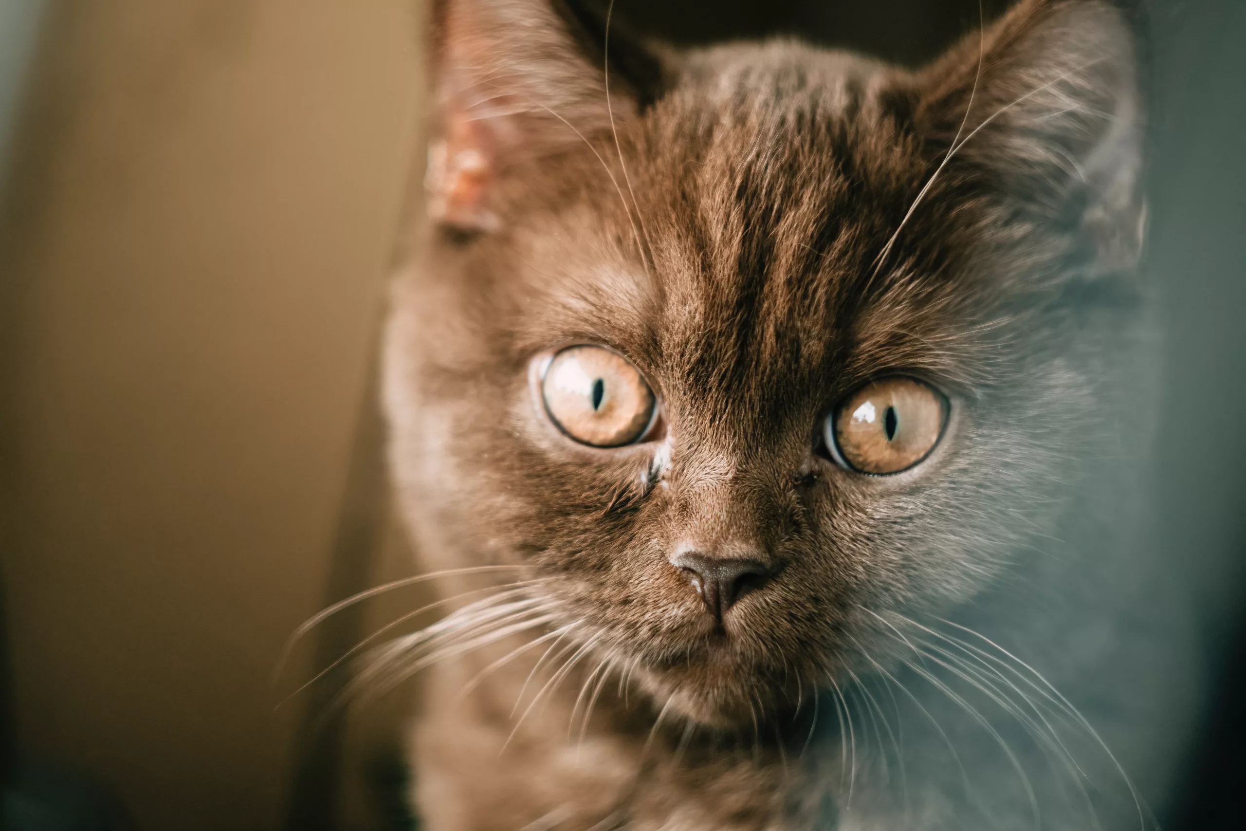 Feline Dysautonomia in Cats