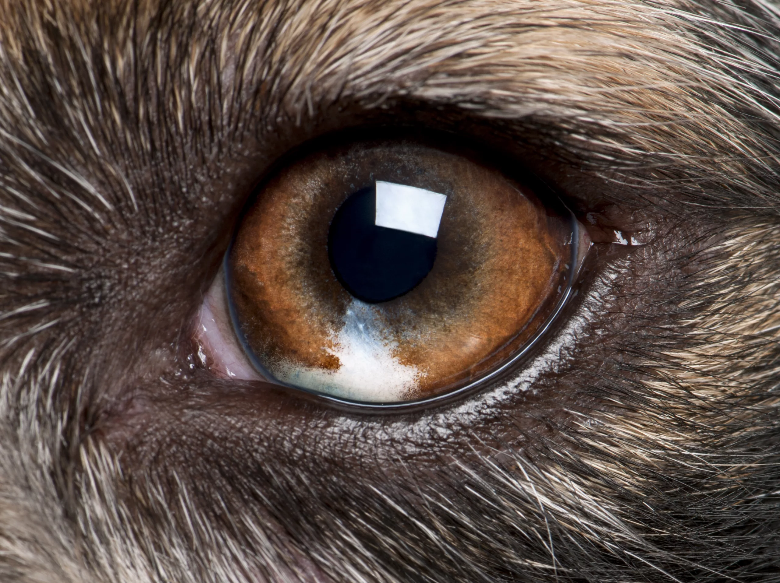 Understanding Raccoon Eyes: Causes, Symptoms, and Treatments