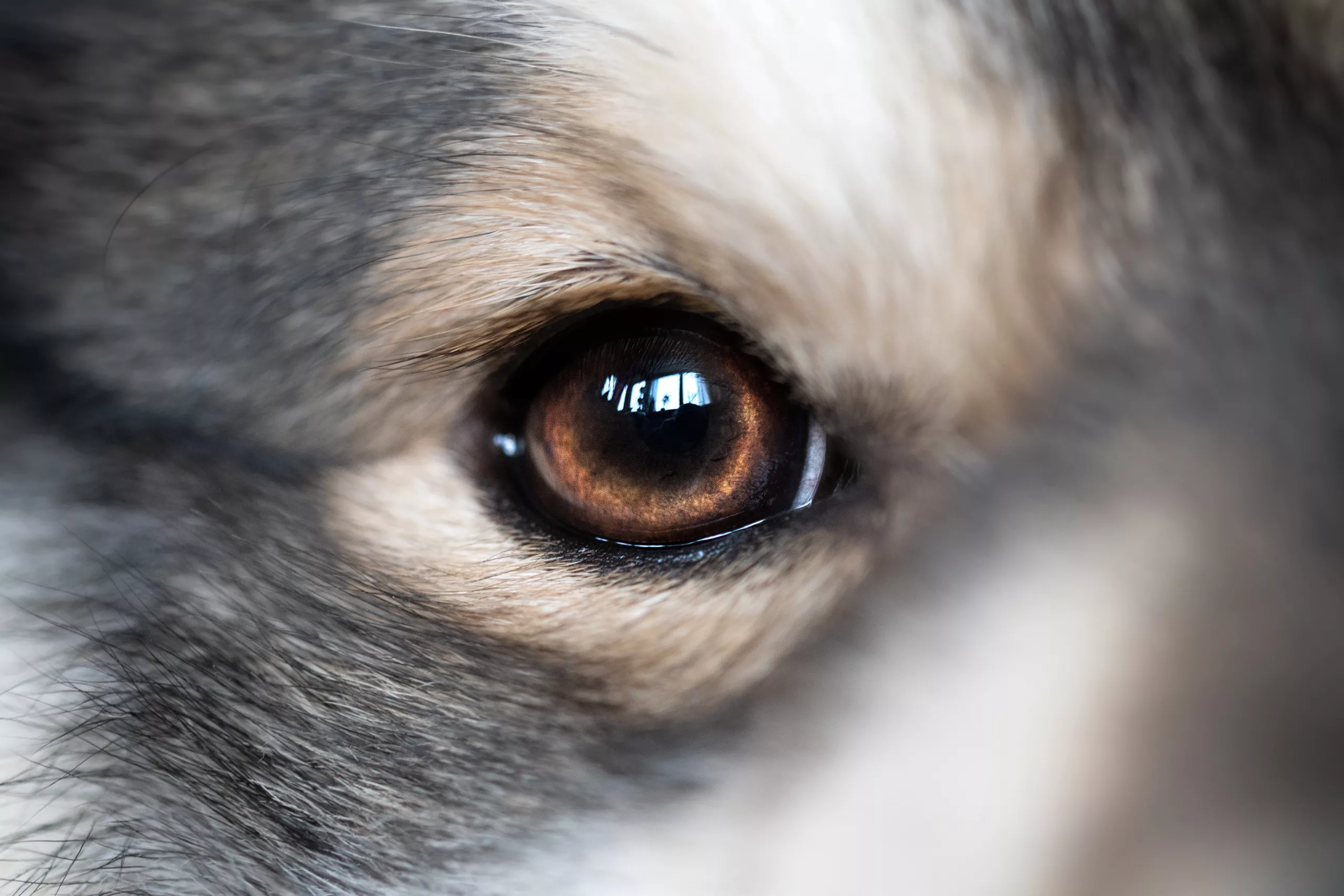 Collie Eye Anomaly: Understanding, Managing, and Preventing a Genetic Vision Condition