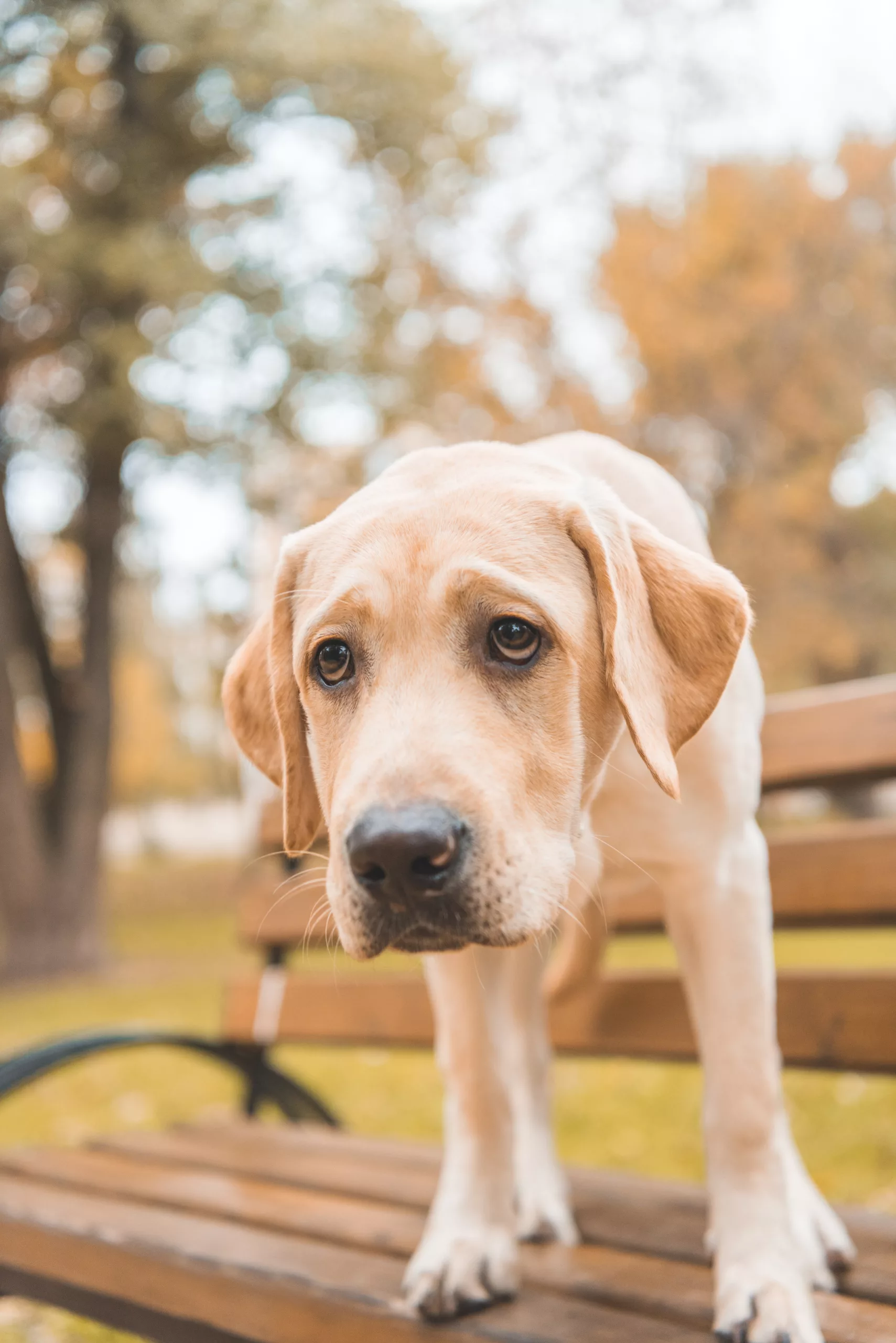 The Role of Guide Dogs in Vision Loss: A Detailed Look at Training, Benefits, and Support