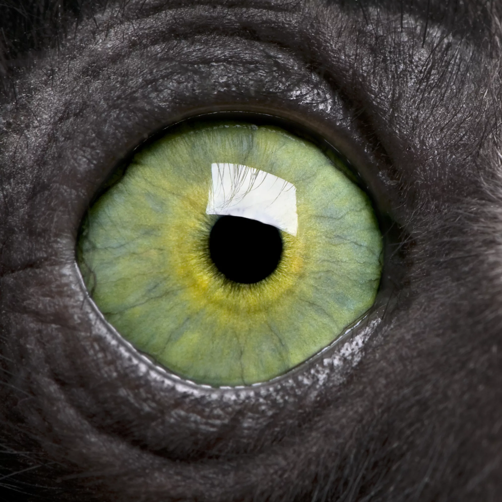 Astonishing Animal Vision: Uncovering the Secrets of How Creatures See the World